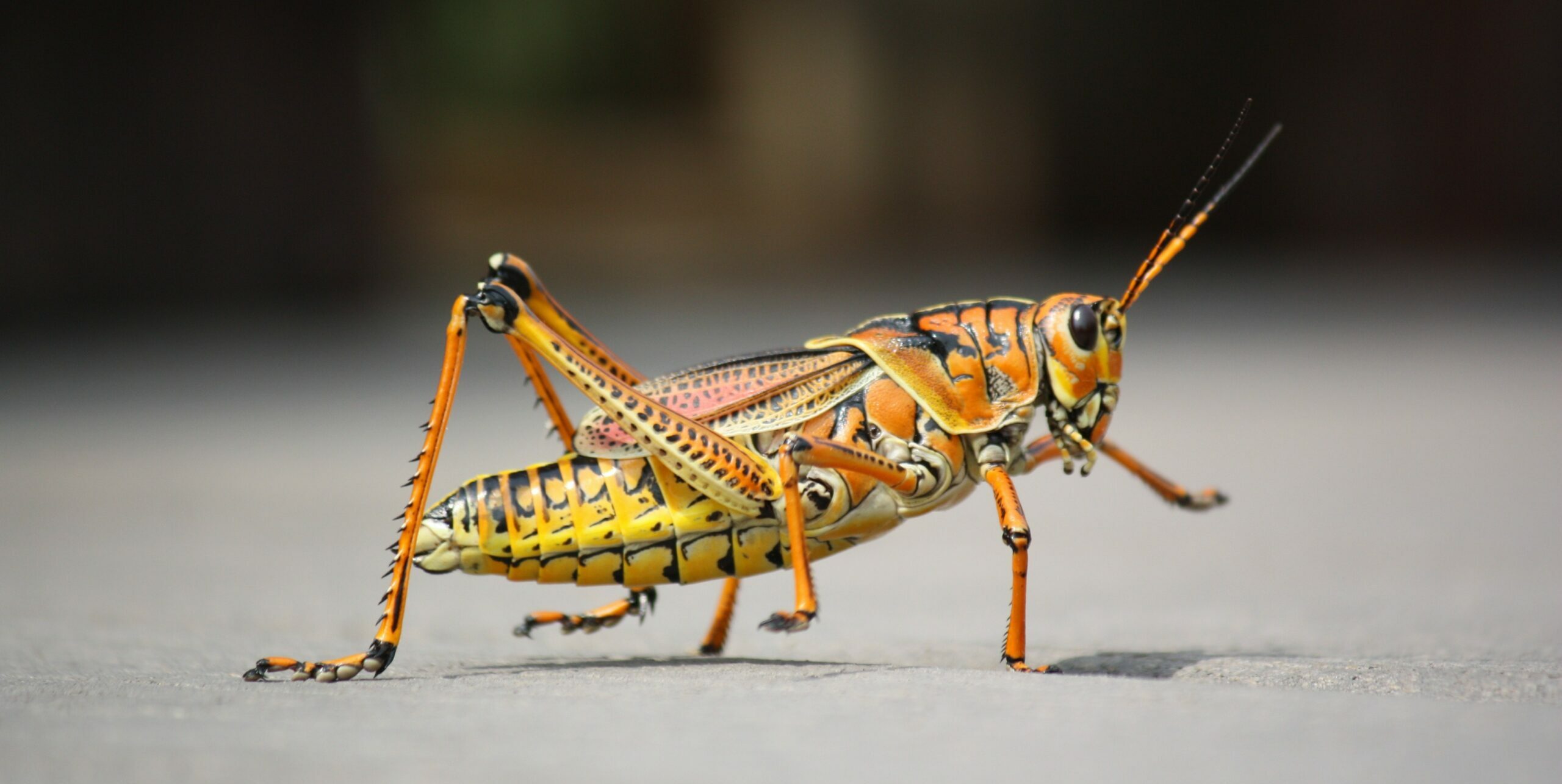 a grasshopper