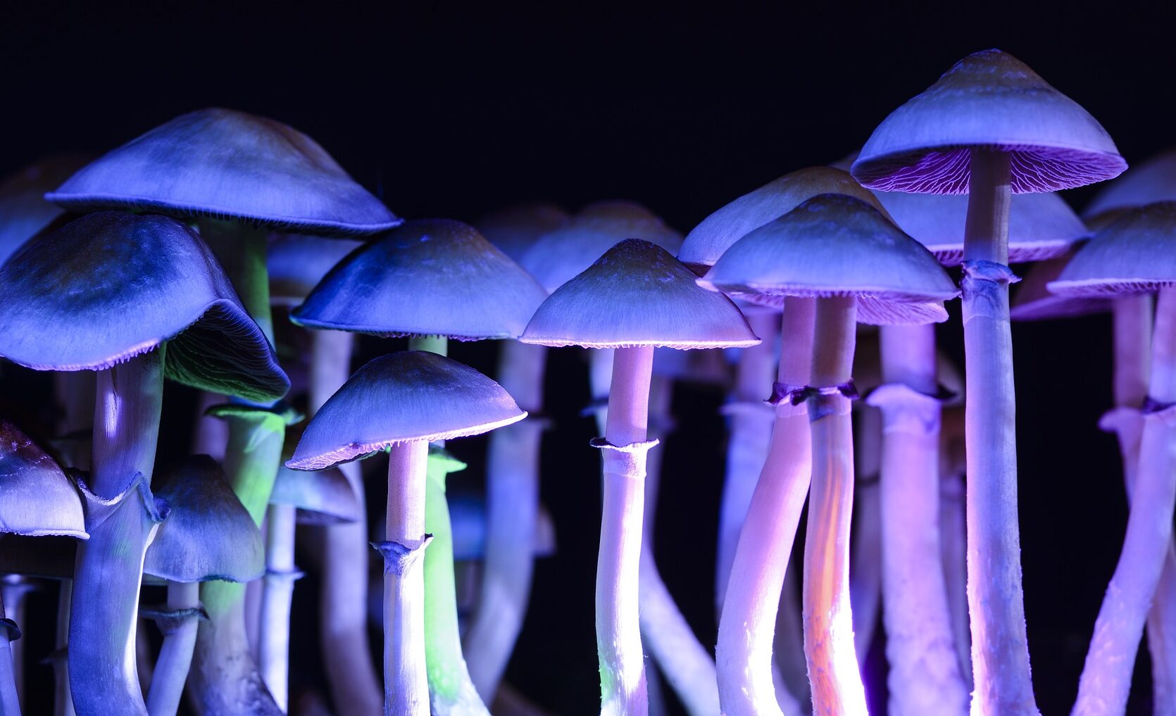 Psilocybin mushrooms can be used to treat PTSD and depression.