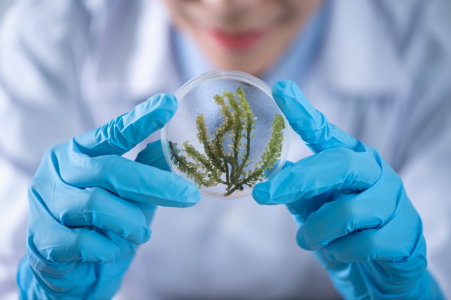 a plant growing in a petri dish